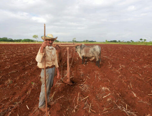 Why Should Farmers and Livestock Owners Consider a Trust for Estate Planning